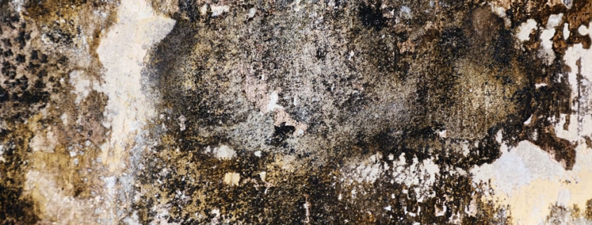 how-does-mould-affect-your-health-at-home-in-the-workplace