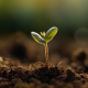 Common soil contaminants and testing