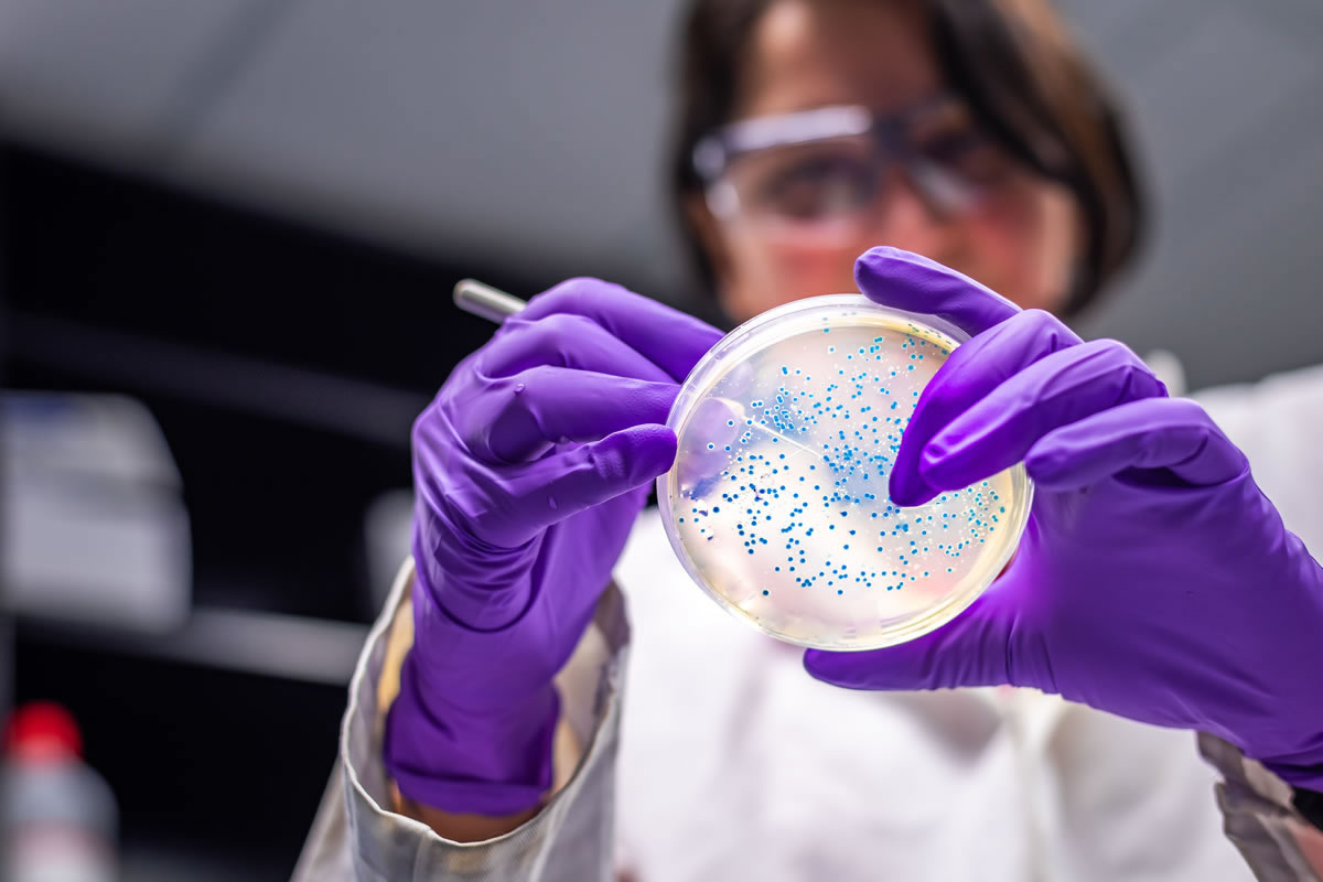 Scientist performing biological water quality analysis using petri dish Scientist performing biological water quality analysis using petri dish