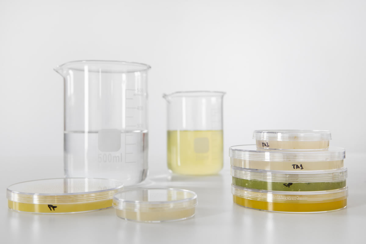 Water quality analysis of samples to detect bacterial contamination Water quality analysis of samples to detect bacterial contamination